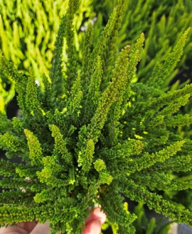 Viržis (lot. Calluna vulgaris "Skyline") Žalias