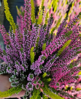Viržis (lot. Calluna vulgaris Trio) Nr.1