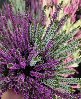 Viržis (lot. Calluna vulgaris) Dvispalvis