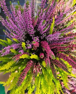 Viržis (Lot. Calluna vulgaris Trio) Nr.2