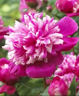 Bijūnas (Lot. Paeonia lactiflora "Celebrity" )