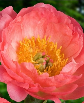 Bijūnas (Lot. Paeonia "Coral Sunset") 