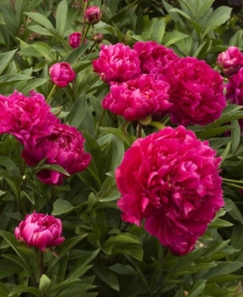 Bijūnas ( Lot. Paeonia lactiflora "Karl Rosenfield")