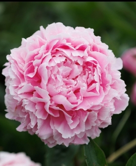 Bijūnas (Lot. Paeonia lactiflora "Sarah Bernhardt")