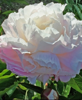 Bijūnas (Lot. Paeonia lactiflora  "Shirley Temple")
