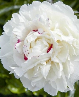Bijūnas (Lot. Paeonia lactiflora "Festiva Maxima")