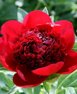 Bijūnas (Lot. Paeonia "Red Charm")