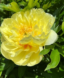 Bijūnas (Lot. Paeonia "Bartzella")