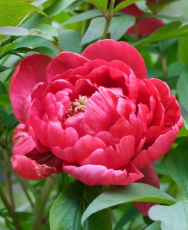 Bijūnas (Lot. Paeonia "Red Sarah Bernhardt)