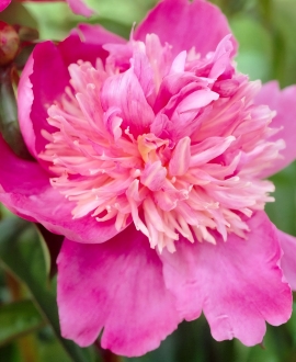 Bijūnas (Lot. Paeonia "Sebastian Maas")