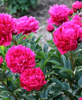 Bijūnas (Lot.  Paeonia "Big Ben")