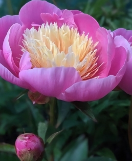 NAUJIENA Bijūnas (Lot. Paeonia "Bowl of Love")