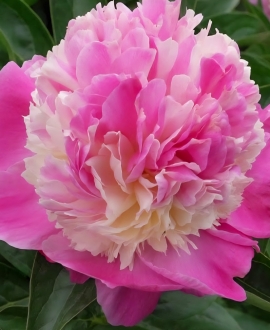 NAUJIENA Bijūnas (Lot. Paeonia "She's My Star)