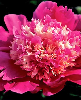NAUJIENA Bijūnas (Lot. Paeonia "Spiffy")