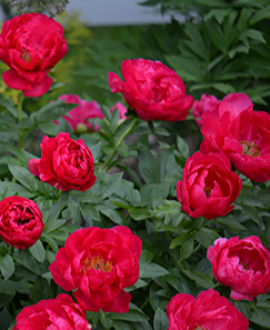 NAUJIENA Bijūnas (Lot. Paeonia "Paladin Candy")