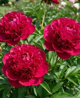 NAUJIENA Bijūnas (Lot. Paeonia "Best Man")