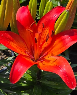 Lelija (Lot. Lilium "Fantasiatic Red")