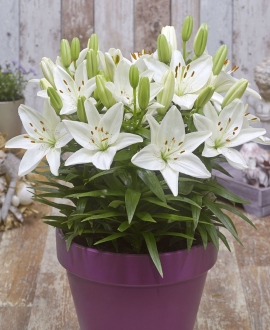 NAUJIENA Lelija (Lot. Lilium "Fantasiatic Ivory")