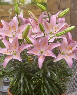 NAUJIENA Lelija (Lot. Lilium "Fantasiatic Rosada")