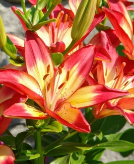 NAUJIENA Lelija (Lot. Lilium "Fantasiatic Fired up")