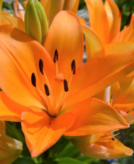 Lelija (Lot. Lilium "Fantasiatic Peach")