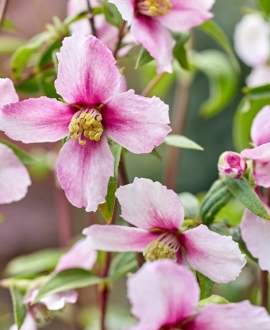 NAUJIENA Jazminas (Lot. Philadelphus "Petite Perfume Pink") 