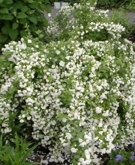 Darželinis jazminas (Lot. Philadelphus "Manteau dHermine")