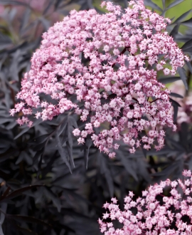 NAUJIENA Šeivamedis juoduogis (Lot. Sambucus "Cherry Lace")