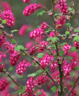 Raudonžiedis serbentas (Lot. Ribes "Pulborough Scarlet") 