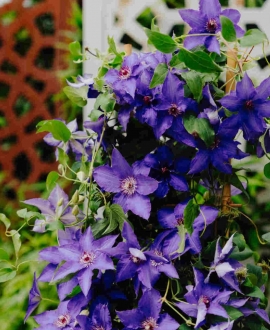 Raganė (Lot. Clematis "Lindsay")
