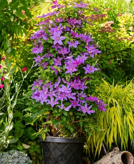 Raganė (Lot. Clematis "Tumaini") 