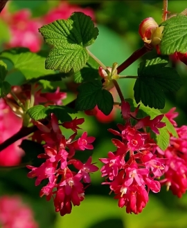 Raudonžiedis serbentas (Lot. Ribes King Edward VII)