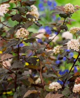 Pūslėnis putinalapis (Lot. Physocarpus "Lady in red")