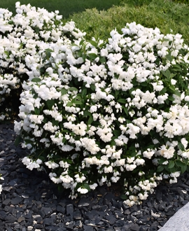 Jazminas (Lot. Philadelphus "Snowbelle")