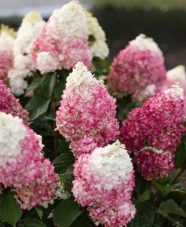 Šluotelinė Hortenzija (Lot. Hydrangea "Living Colourful Cocktail")