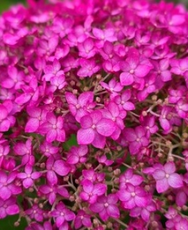NAUJIENA Šluotelinė Hortenzija (Lot. Hydrangea "Candybelle Winegum")