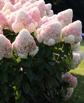Šluotelinė Hortenzija (Lot. Hydrangea "Living Candy Love")