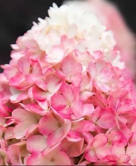Šluotelinė Hortenzija (Lot. Hydrangea "Living Raspberry Pink")