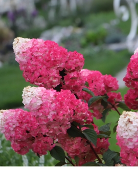 Šluotelinė Hortenzija (Lot. Hydrangea "Living Strawberry Blossom")