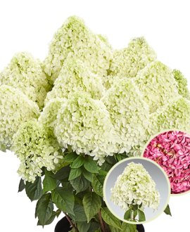 Šluotelinė Hortenzija (Lot. Hydrangea "Pandalus")
