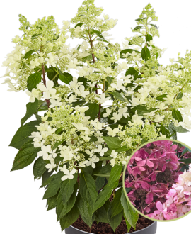 Šluotelinė Hortenzija (Lot. Hydrangea "Pandria")