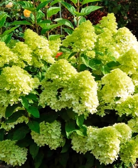 Šluotelinė Hortenzija (Lot. Hydrangea "Pantonella")