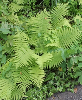 Paprastasis blužniapapartis (Lot. Athyrium filix "Femina")