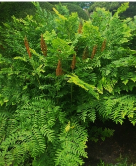 Karališkoji osmunda (Lot. Osmunda regalis")