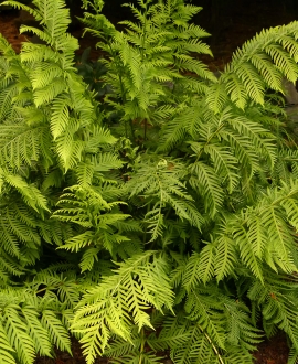 Didysis grandinšakis papartis (Lot. Woodwardia fimbriata)