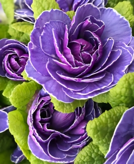 Raktažolė (Lot. Primula vulgaris Belarina "Amethyst Ice")