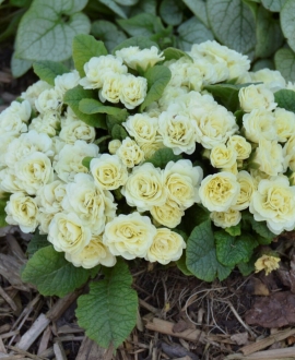Raktažolė (Lot. Primula vulgaris Belarina "Cream")