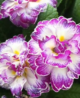 Raktažolė (Lot. Primula vulgaris Belarina "Lively Lilac")