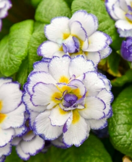Raktažolė (Lot. Primula vulgaris Belarina "Rhapsody")