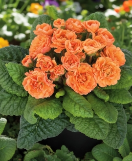 Raktažolė (Lot. Primuna vulgaris Belarina "Sweet Apricot") 